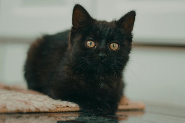 Wat zijn de meest voorkomende gezondheidsproblemen bij katten?
